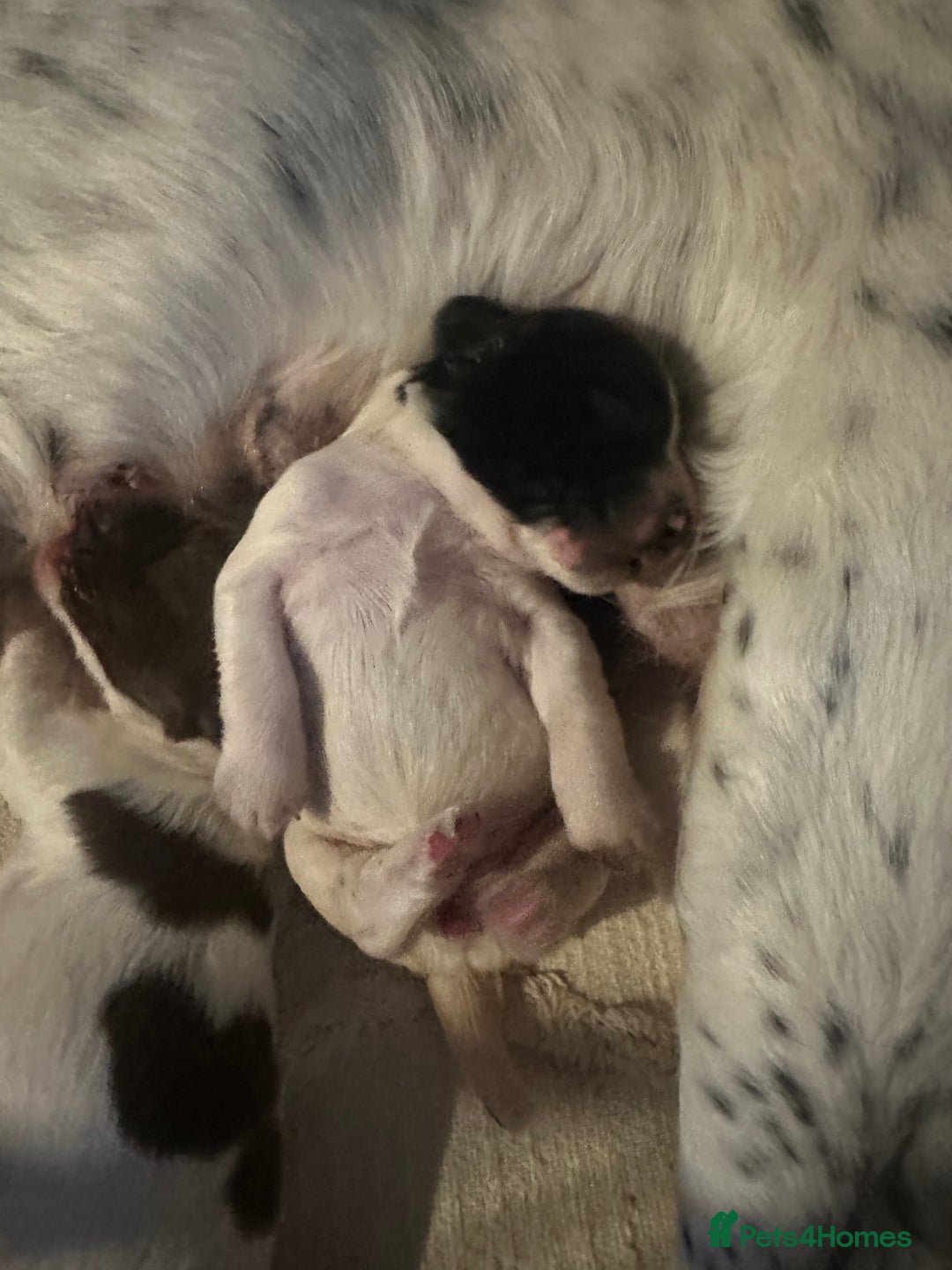 English Springer Spaniel dogs for sale: Springer spaniel puppies  - Advert 4