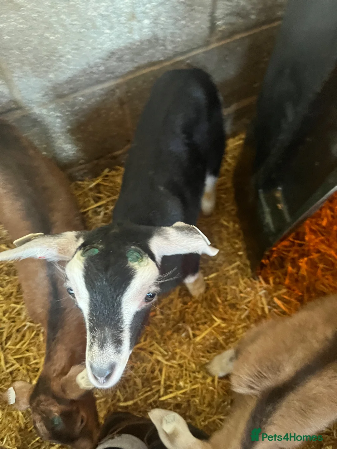 Goats livestock for sale: Beautiful goat kids - Advert 2