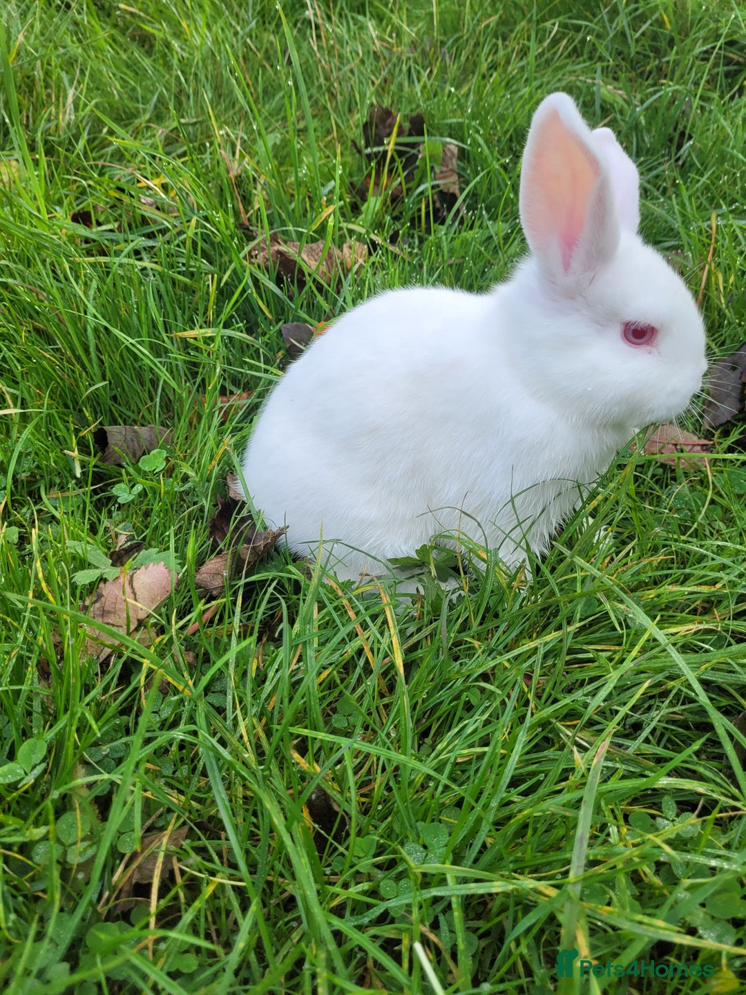 English Lop rabbits for sale: Baby Rabbits 4 available  - Image 9