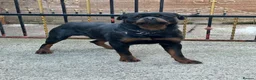 Rottweiler dogs for sale: KC Registered Champion Bloodline Rottwiler Puppies in Leeds - Advert 15