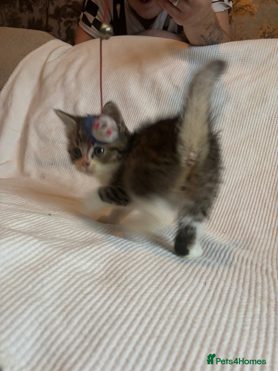 Mixed Breed cats for sale: Maine-Coon x British Blue Kittens.  - Advert 2