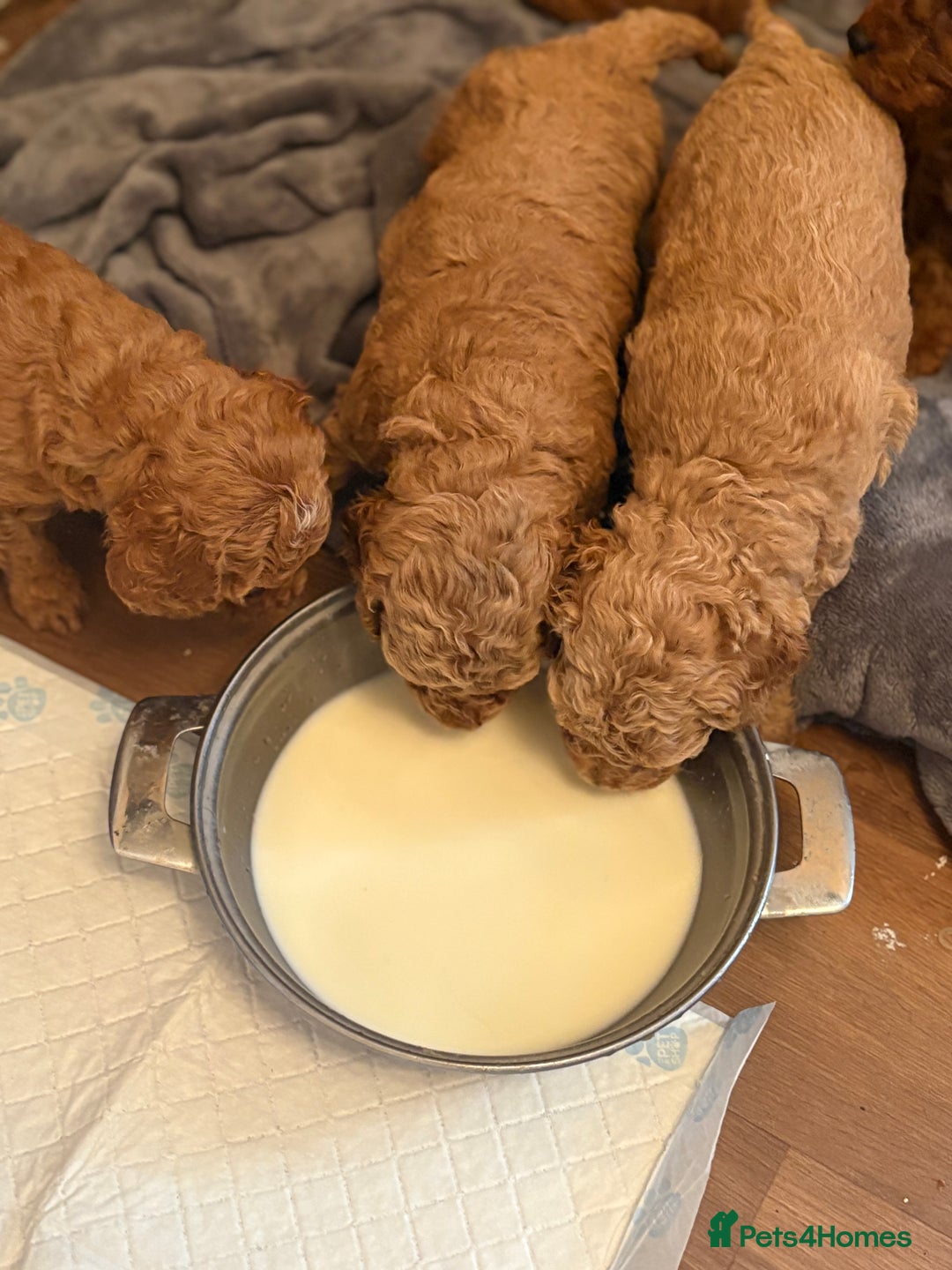 Cockapoo dogs for sale: Cockapoo Puppies - Image 2