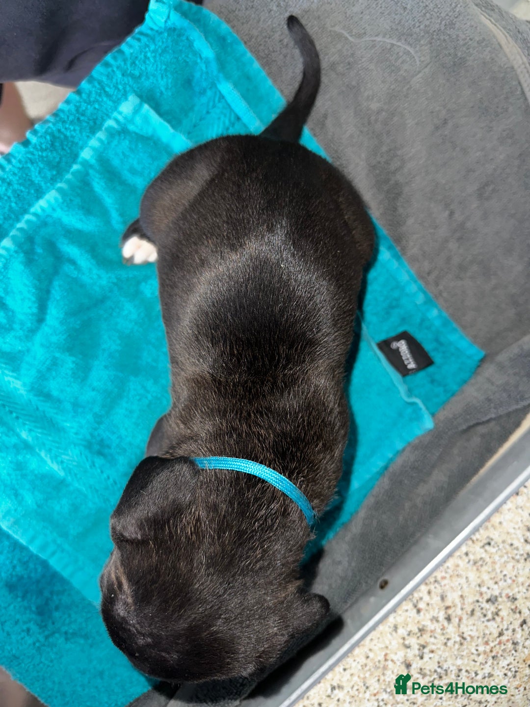 Mixed Breed dogs for sale: Cane corso X staff - Image 23