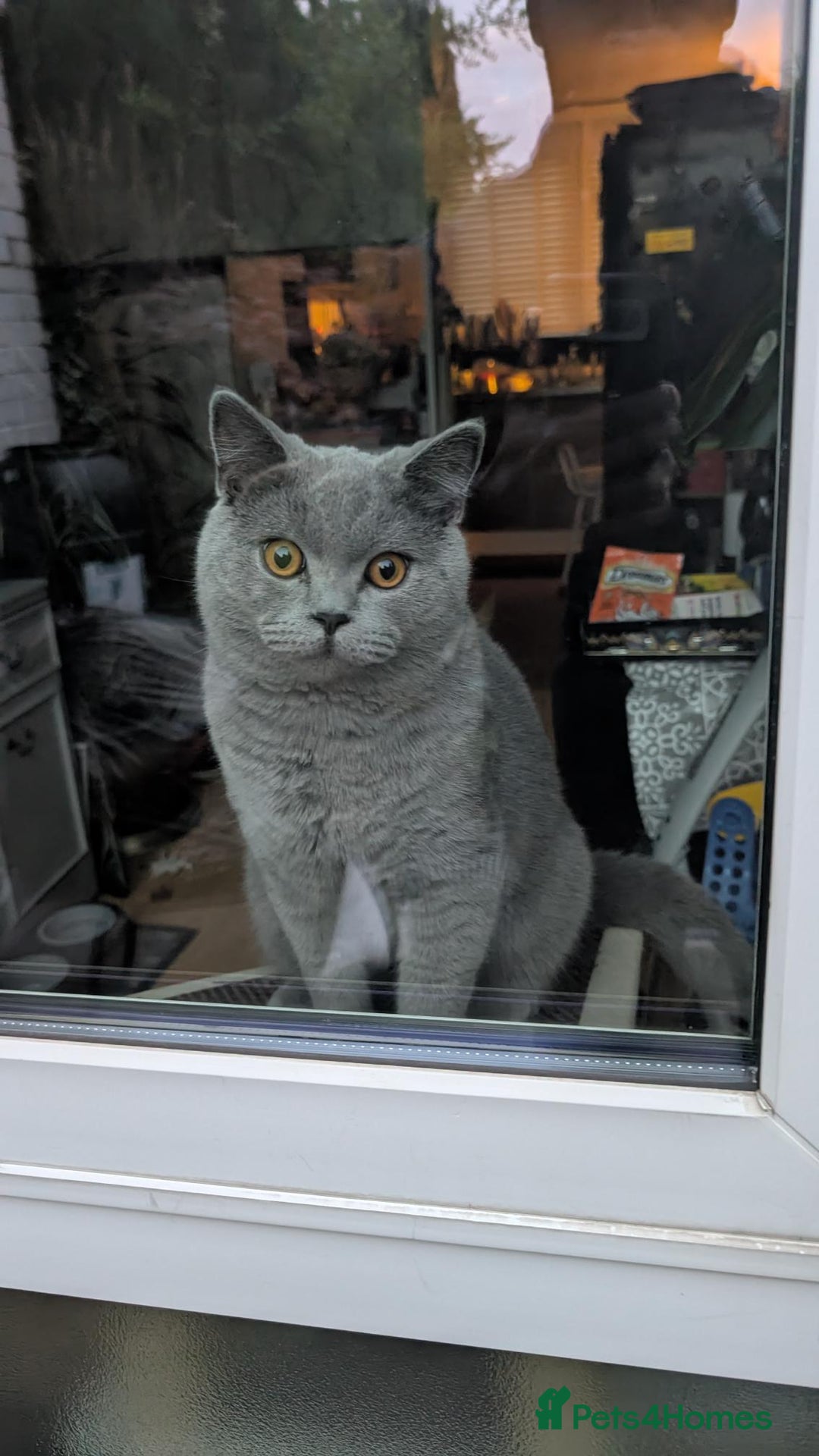 British Shorthair cats for sale: Beautiful British Blue Shorthair Male – 1 Yr Old - Advert 1