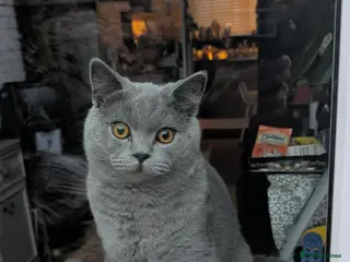 British Shorthair cats Beautiful British Blue Shorthair Male – 1 Yr Old - Advert 3