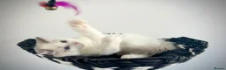 Ragdoll cats for sale: Last three ragdoll kittens! Don’t miss out! - Advert 8