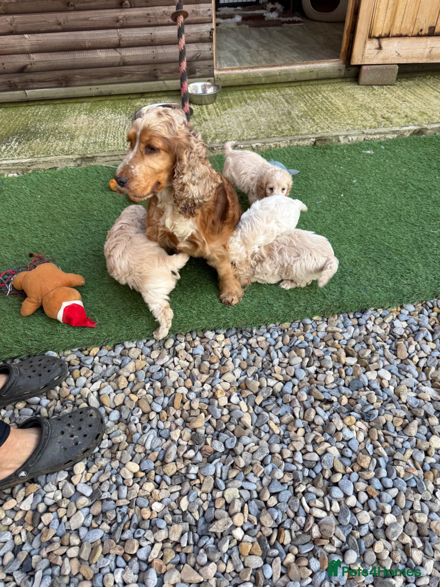 Cockapoo dogs F1 Cockerpoo puppies - Advert 1