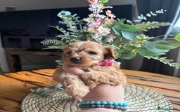 Cockapoo dogs for sale: Toy Cockapoo Puppies, Family Raised, Sweet Natured - Image 6