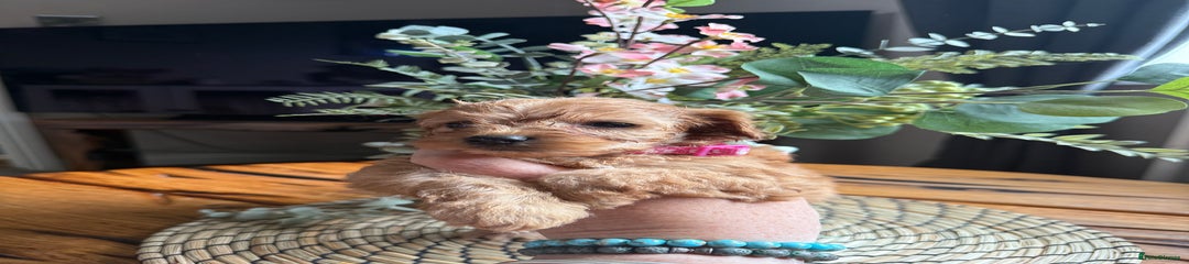 Cockapoo Puppy 7