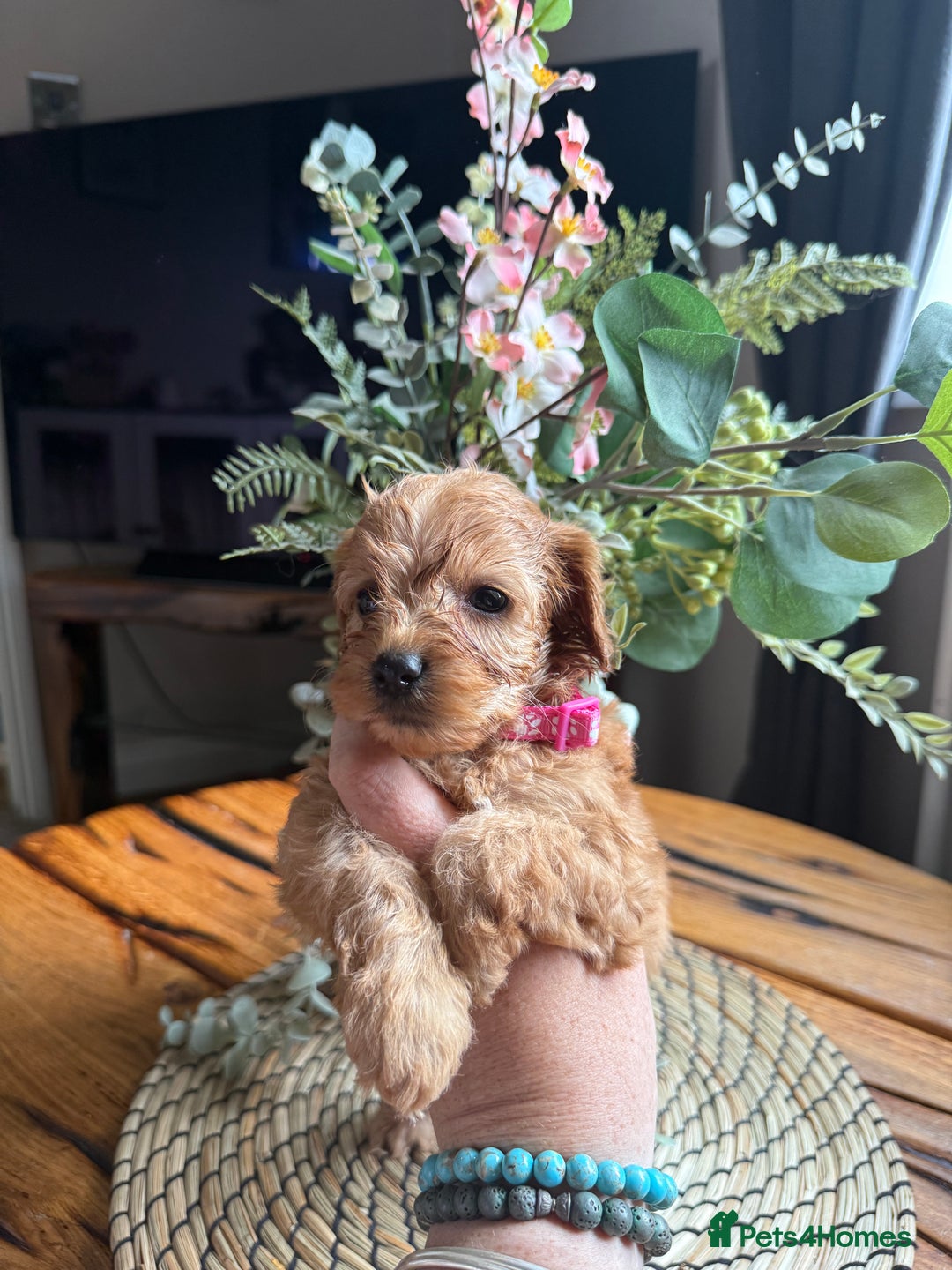 Cockapoo dogs for sale: Toy Cockapoo Puppies, Family Raised, Sweet Natured - Image 6