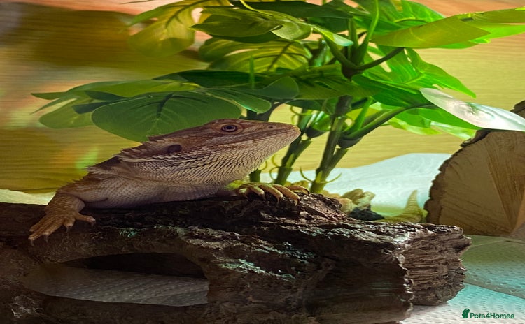 Bearded Dragon reptiles - Advert 1