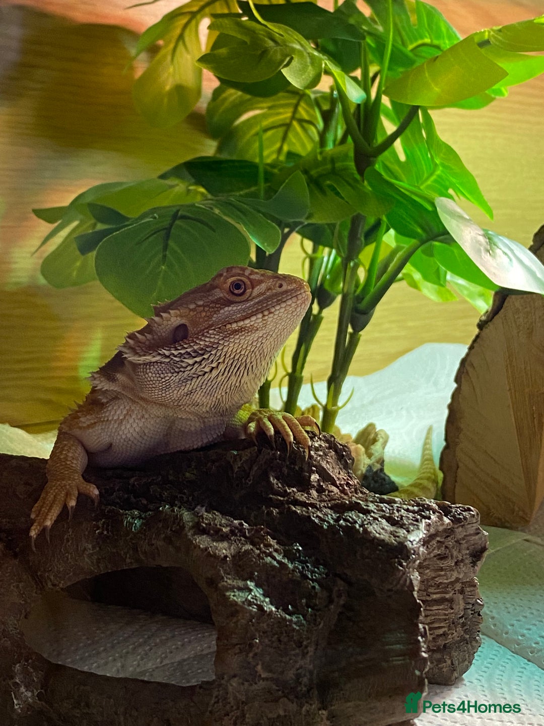 Bearded Dragon reptiles for sale: Bearded dragon  - Image 1