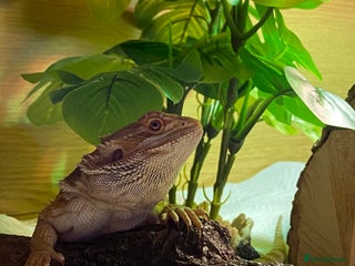 Bearded Dragon reptiles - Advert 8
