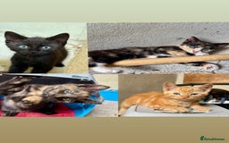 Mixed Breed cats for sale: 4 farm kittens for sale  - Image 1