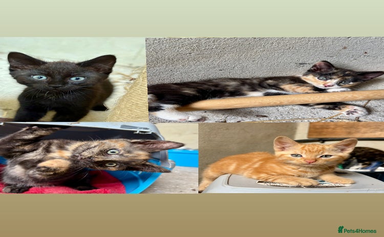 Mixed Breed cats - Advert 1