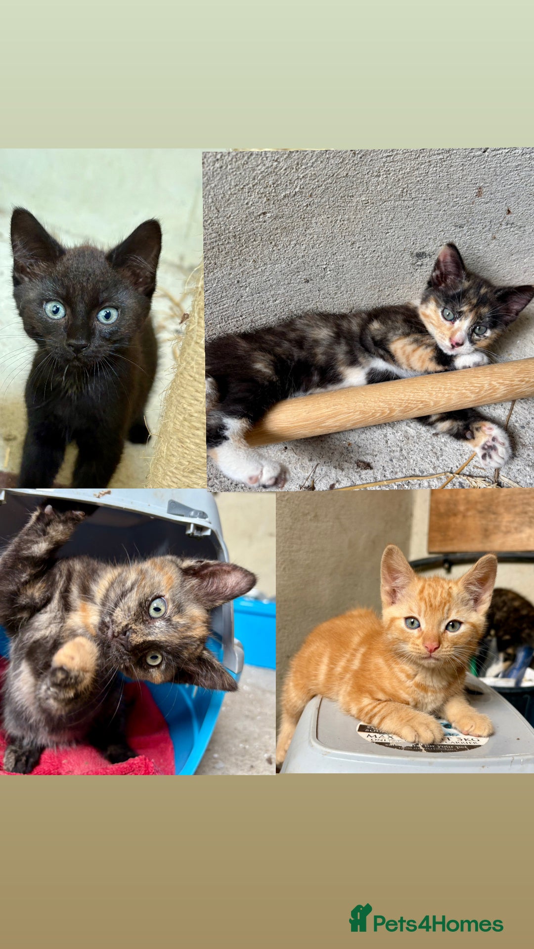 Mixed Breed cats for sale: 4 farm kittens for sale  - Image 1