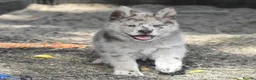 Chow Chow dogs for sale: Genuine chowski puppies  - Advert 19