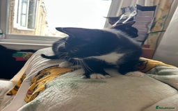 Mixed Breed cats for sale: Kittens - Image 6