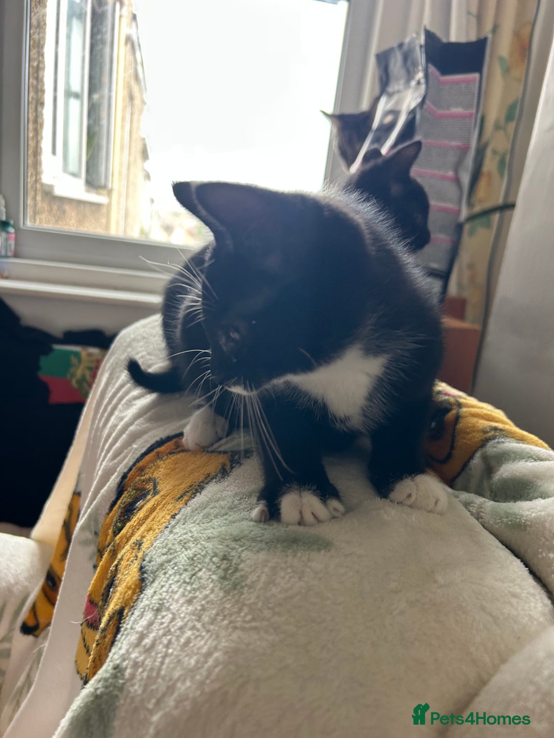 Mixed Breed cats for sale: Kittens - Image 6