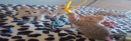 British Shorthair cats for sale: BSH kittens - Advert 12