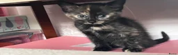 Mixed Breed cats for sale: 5 beautiful and friendly kittens! - Advert 18