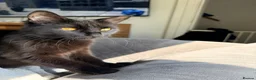Maine Coon cats for sale: Mainecoon X Bombay X Tabby - Advert 31