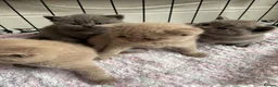 British Shorthair cats for sale: British shorthair kittens blue & lilic - Advert 3