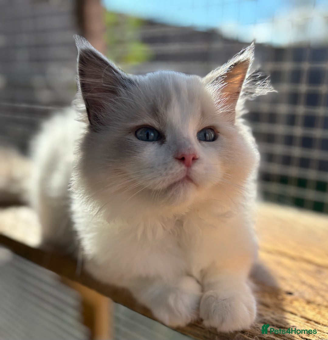 Ragdoll cats for sale: Tica registered blue bi colour boy ready now  - Image 5
