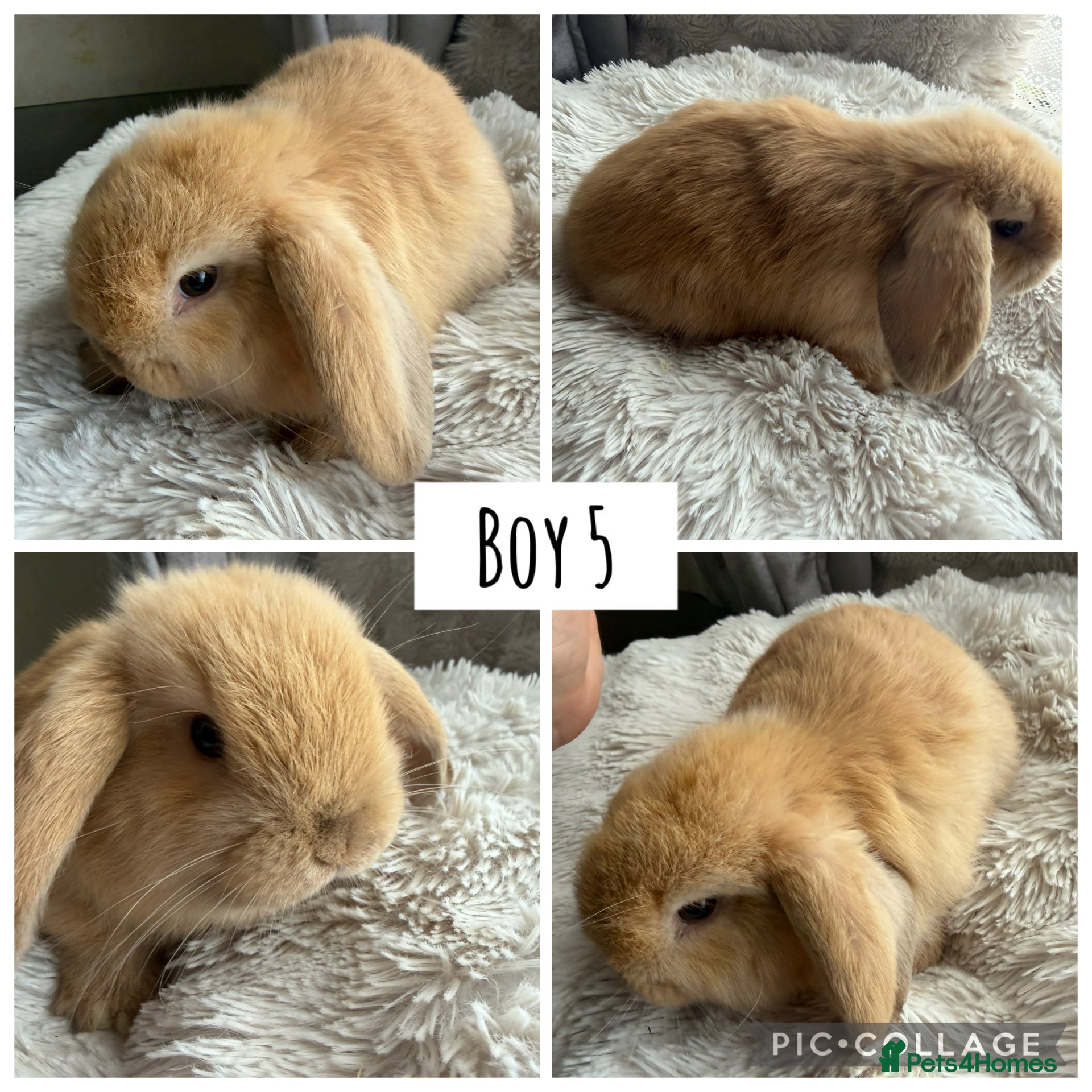 Mini Lop rabbits Pure bred mini lops  - Advert 18