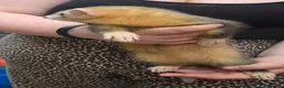 Ferret rodents for sale: Semi Angora Ferrets in Stoke-on-Trent - Advert 7