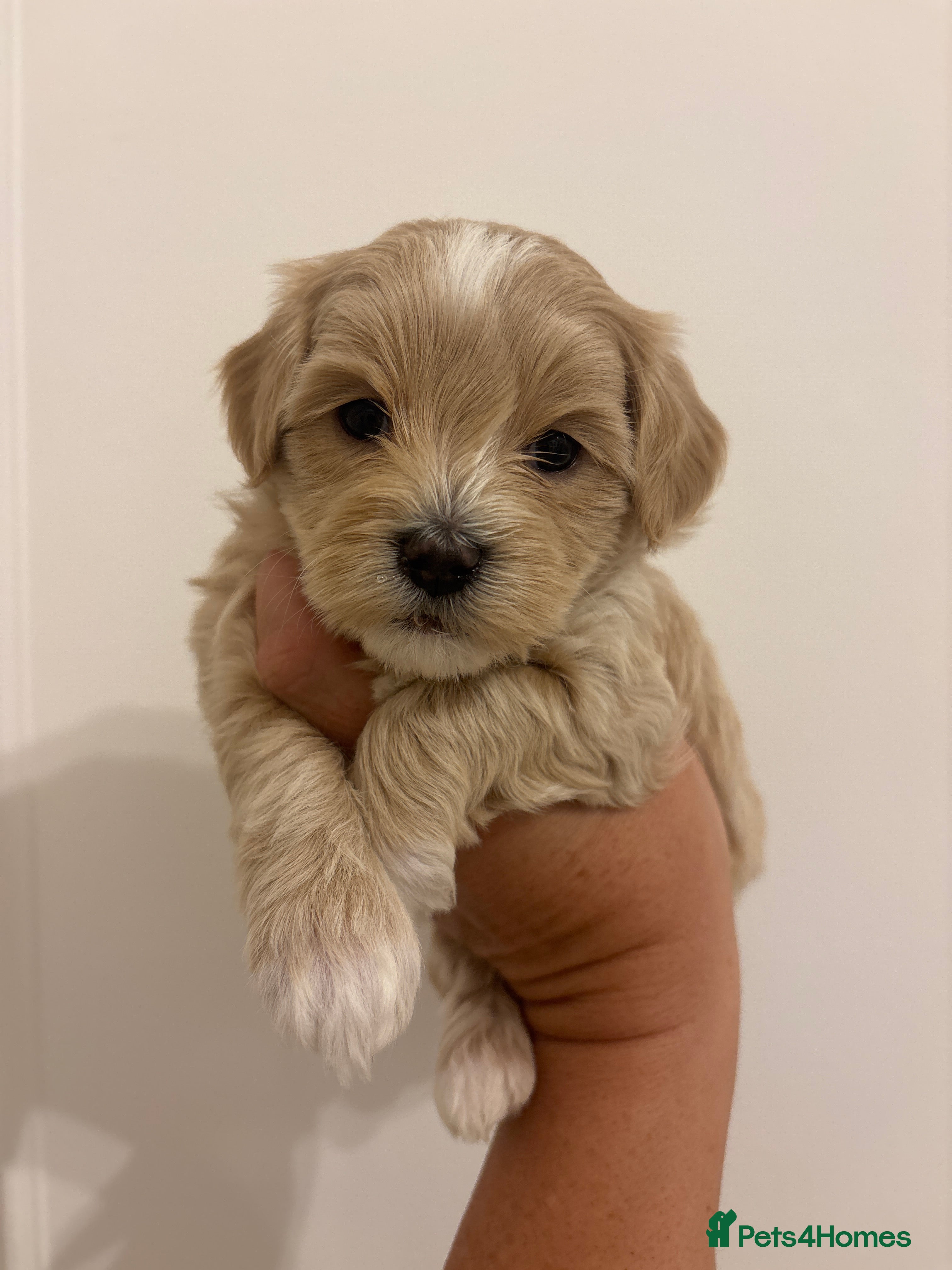 Mixed Breed dogs 6 adorbale champagne maltipoo puppies ❤️🩷 - Advert 2