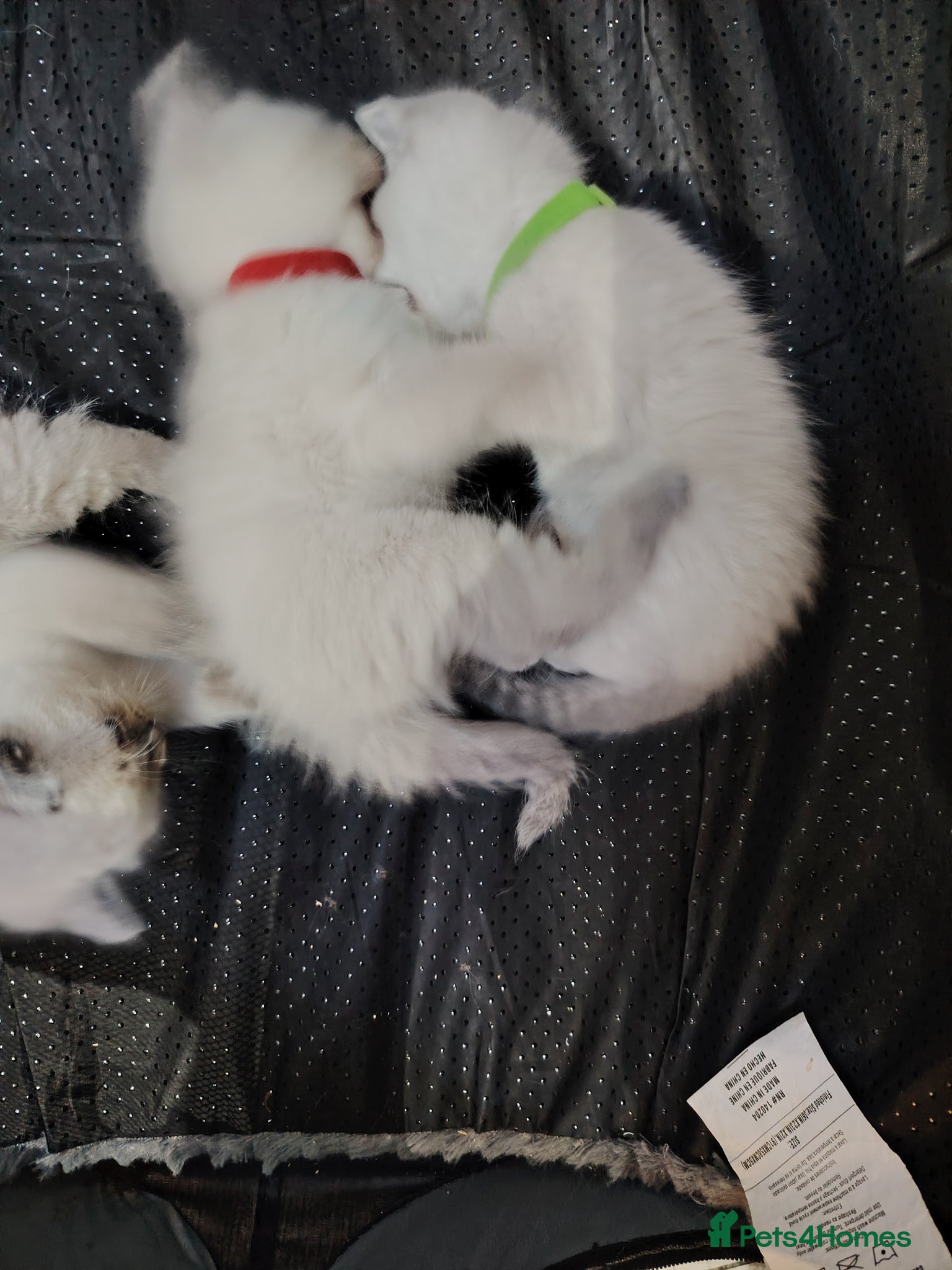 Ragdoll cats Blue Point fluffy Ragdoll kittens  - Advert 17