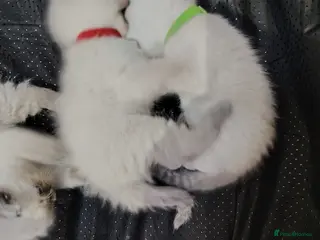 Ragdoll cats Blue Point fluffy Ragdoll kittens - Advert 17