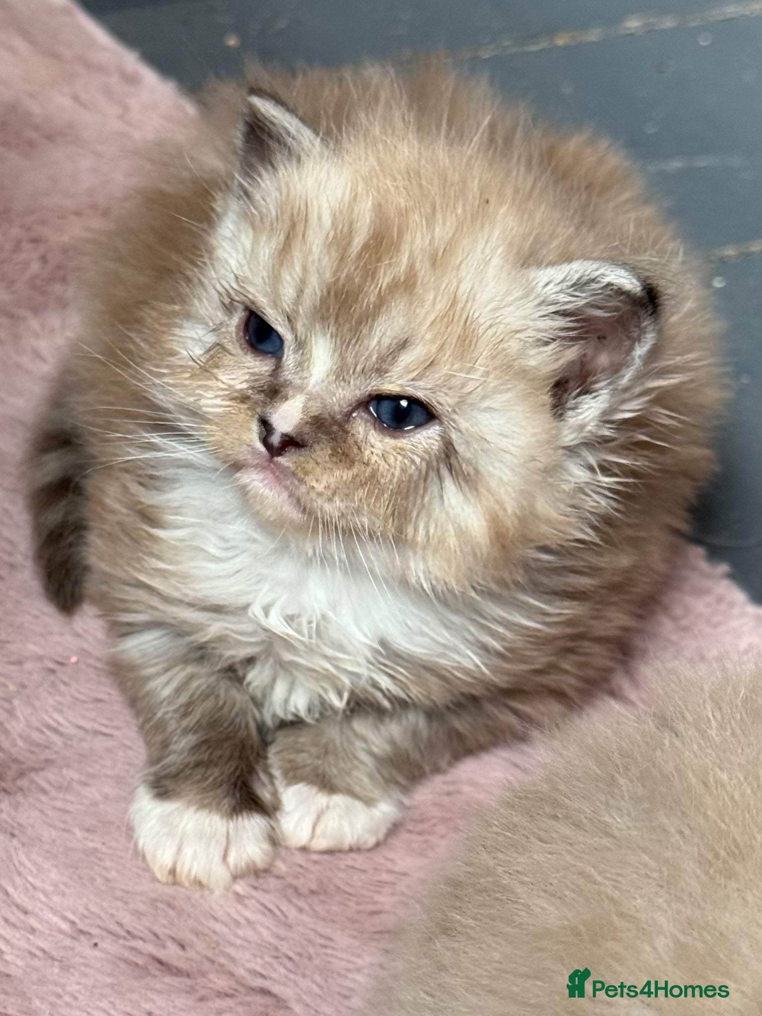 Ragdoll cats Cherubim ragdoll  - Advert 2