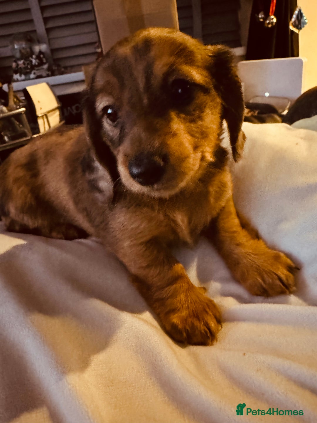 Miniature Dachshund dogs for sale: Beautiful minature dachshunds  - Advert 4