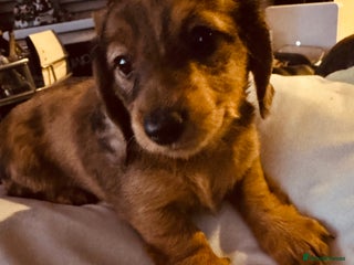 Miniature Dachshund dogs Beautiful minature dachshunds - Advert 2