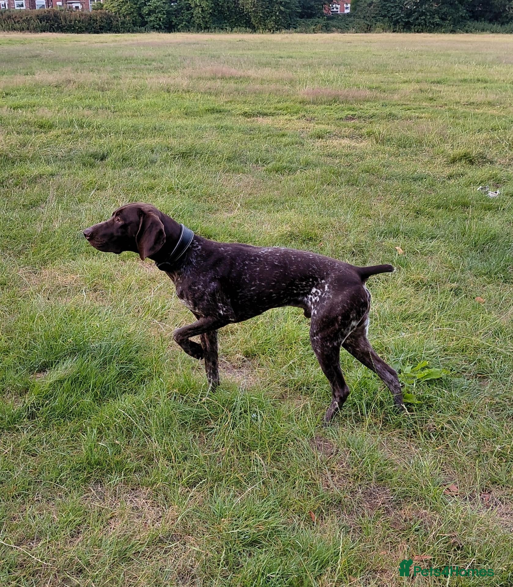 German Shorthaired Pointer dogs Blue The GSP - Advert 1