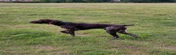 German Shorthaired Pointer dogs for stud: Blue The GSP in Stockport - Advert 1
