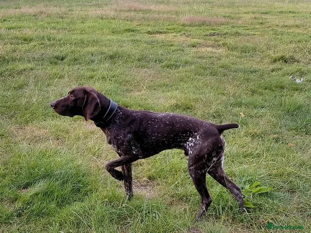 German Shorthaired Pointer dogs for stud: Blue The GSP - Advert 1