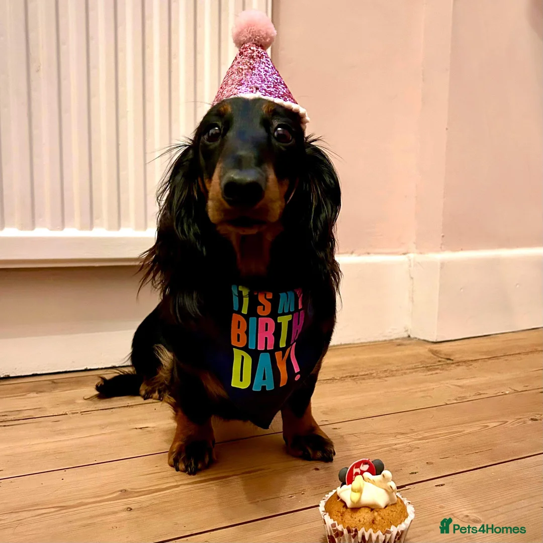 Miniature Dachshund dogs for sale: ✨ Miniature Long Haired Dachshund Puppies  ✨ - Advert 2