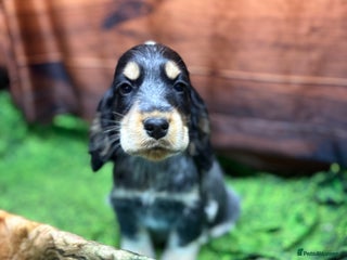 Cocker Spaniel dogs Show Type blue/Tri/chocolate Roan Cocker Spaniels - Advert 5