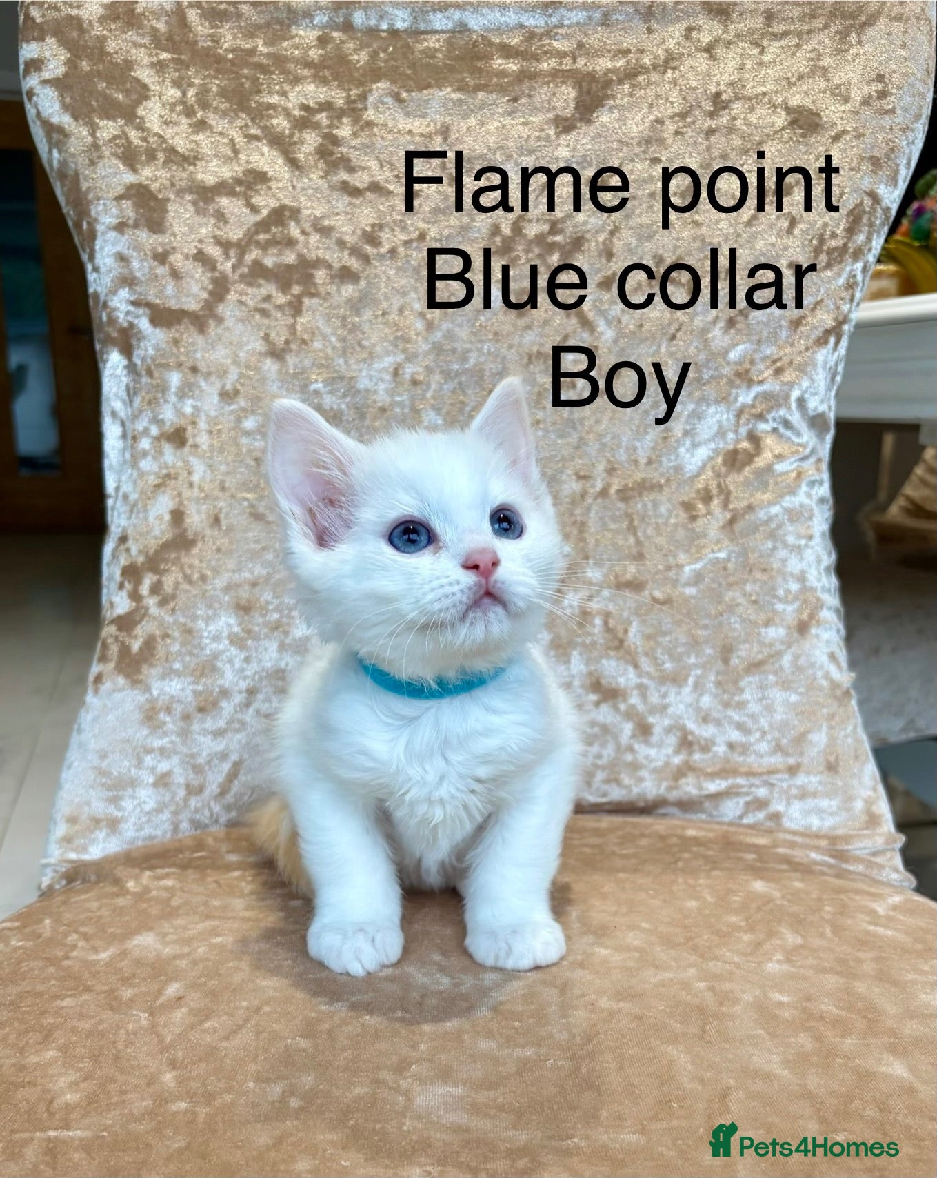 Ragdoll cats Beautiful ragdoll kittens  - Advert 2