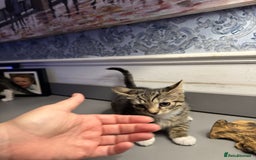 Domestic Shorthair cats for sale: Five lovely kittens for sall - Image 11