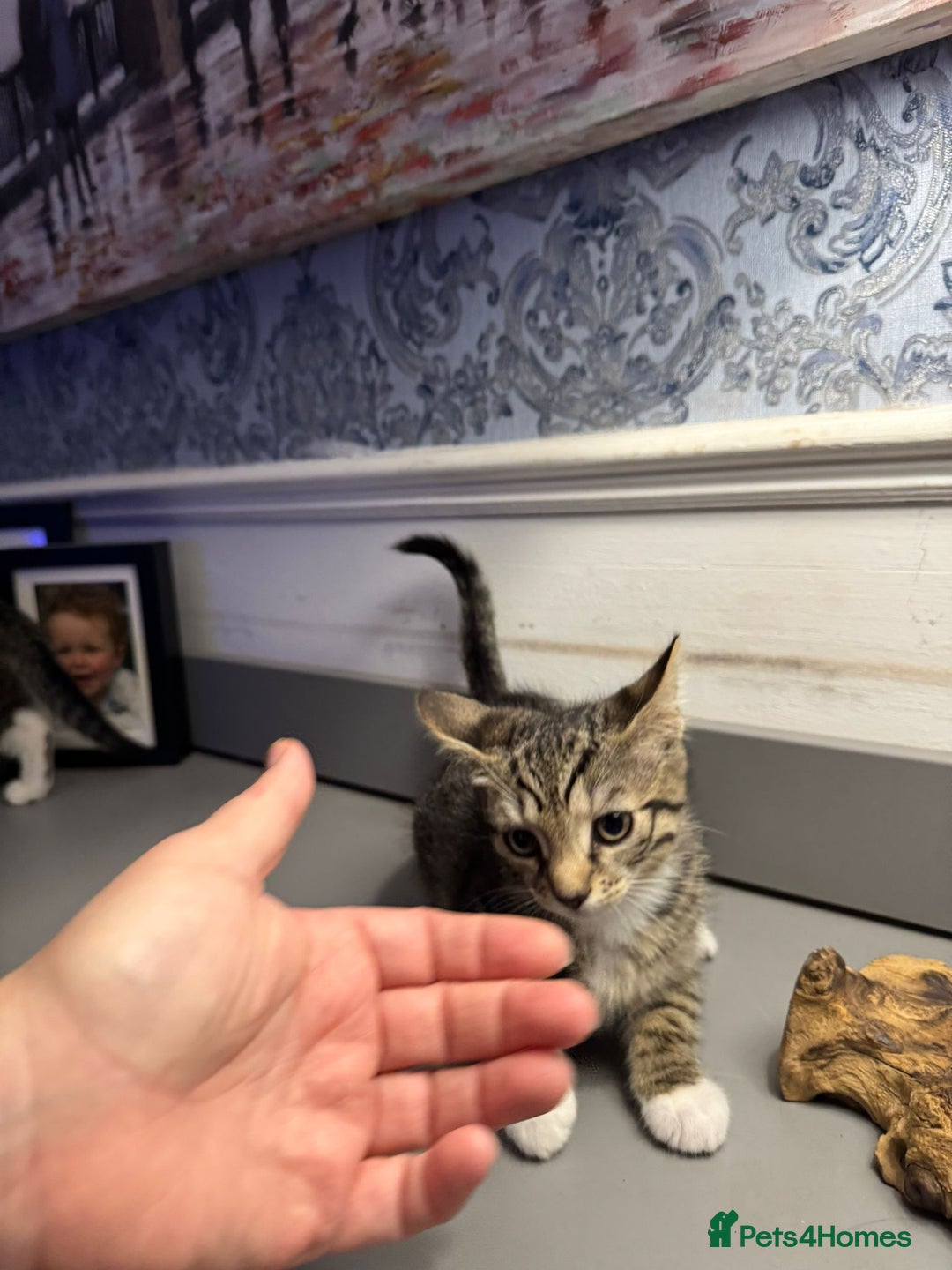 Domestic Shorthair cats for sale: Five lovely kittens for sall - Image 11