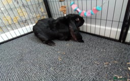 English Lop rabbits for sale: English Lop - Image 4