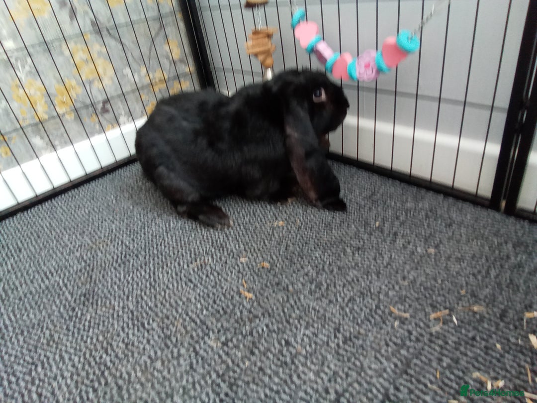 English Lop rabbits for sale: English Lop - Image 4