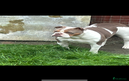 Olde English Bulldogge dogs for sale: Olde English bulldogge pups - Image 1