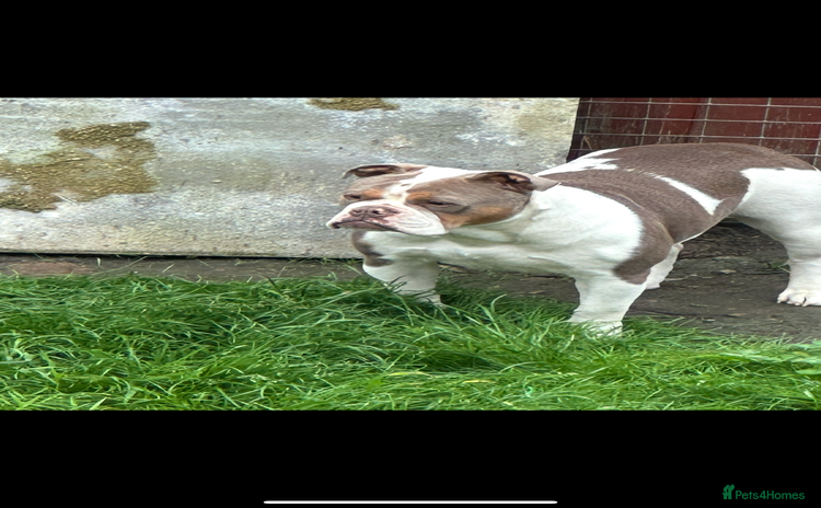 Olde English Bulldogge dogs - Advert 1