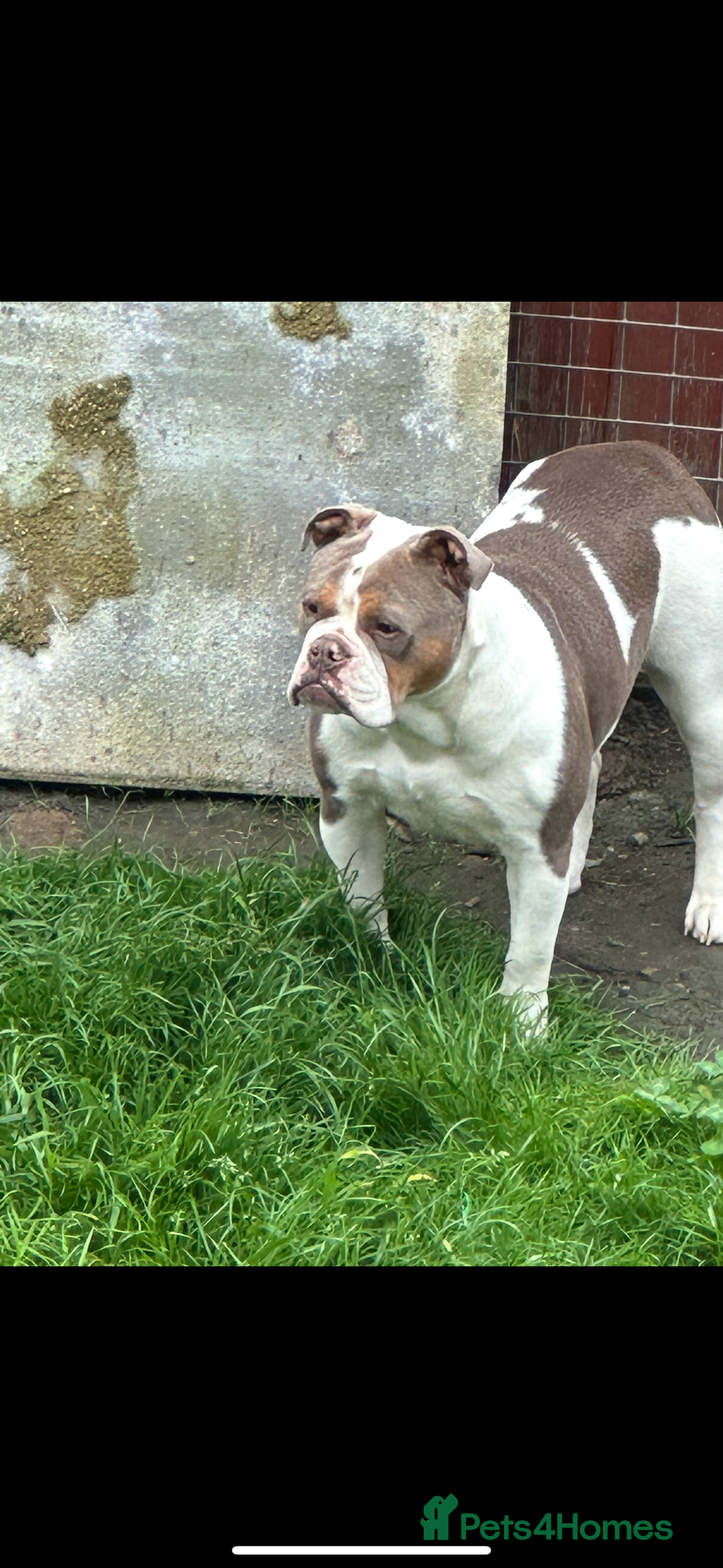Olde English Bulldogge dogs for sale: Olde English bulldogge pups - Image 1