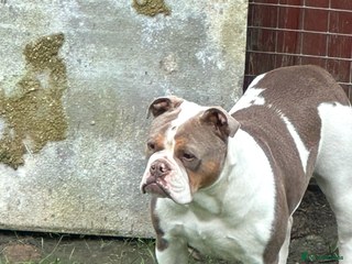 Olde English Bulldogge dogs - Advert 3